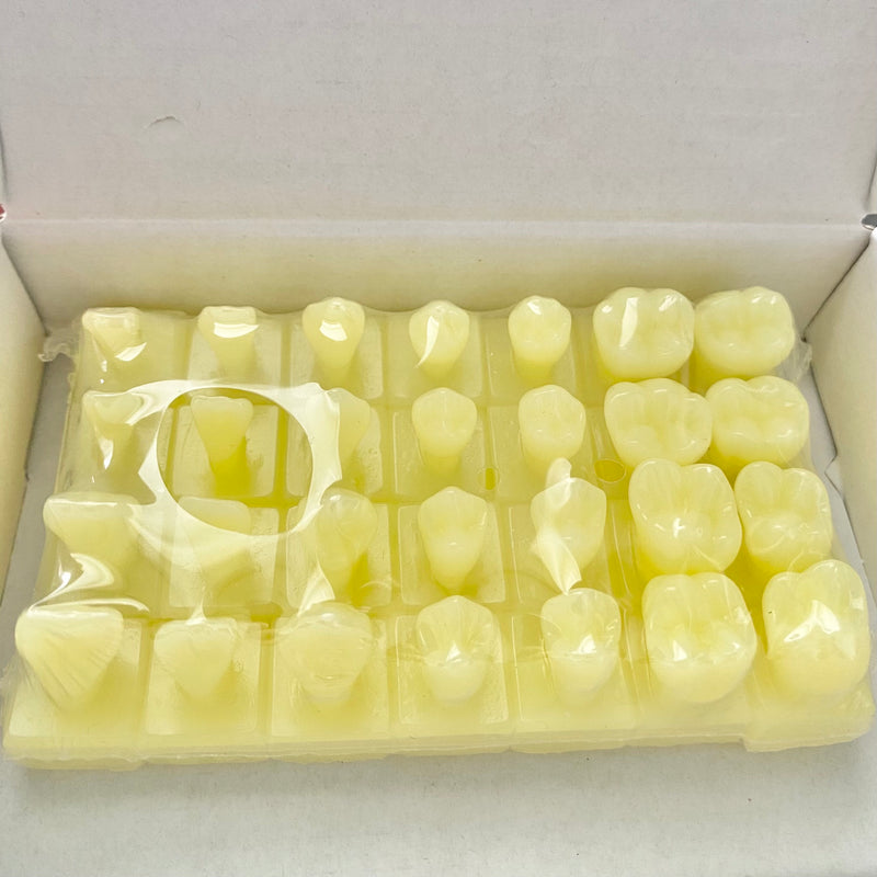 1.2X Full Set of 28 Dental Resin Teeth Model